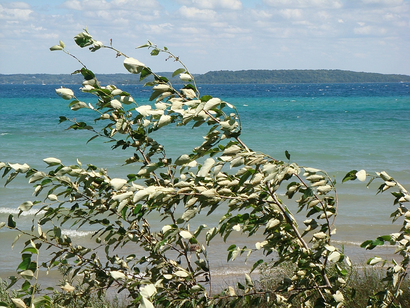 Western Michigan [2010] 561.JPG - Scenes from our trip to Western Michigan. Some places along the way were Ludington, Sleep Bear Dunes, and Traverse City.